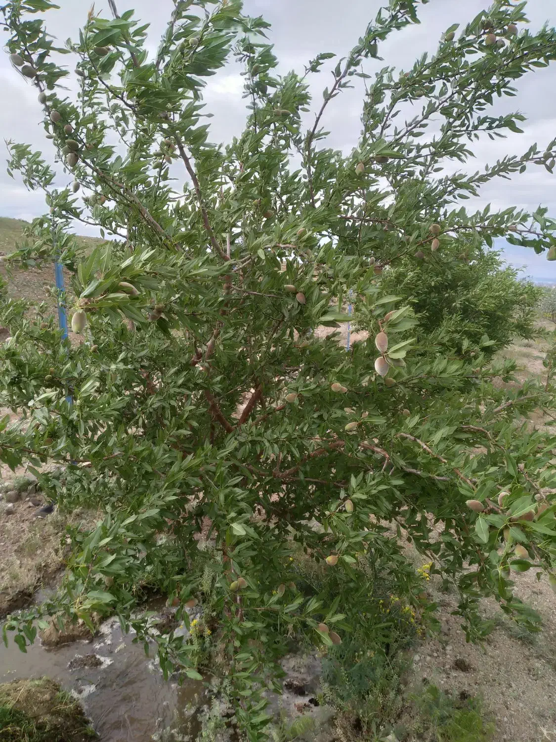ویلا باغ زمین ۱۹۰۰ متری دارای استخر واب|فروش دفتر صنعتی، کشاورزی، تجاری|آذرشهر, |دیوار