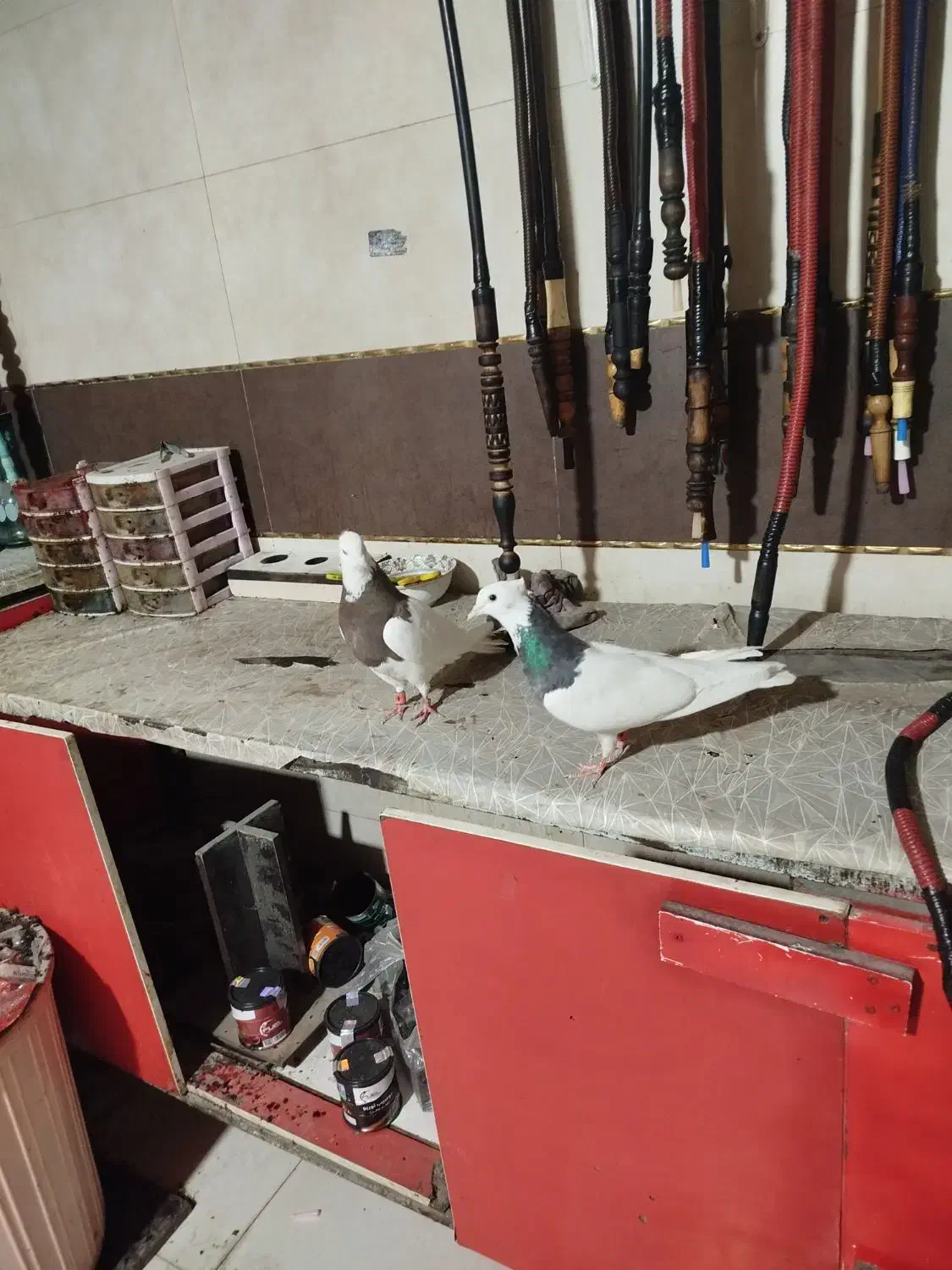 کلفه|پرنده|اردبیل, |دیوار