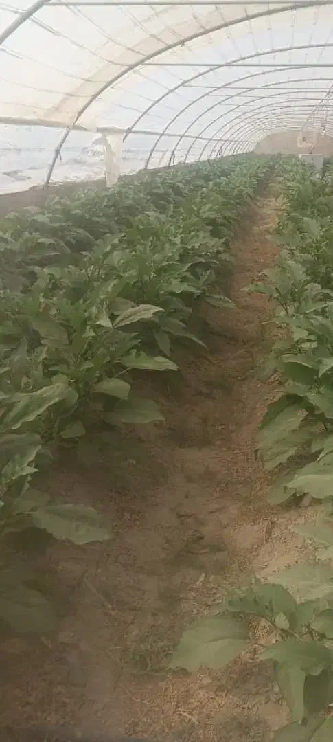 ویزیتور و فروشنده محصولات گلخانه|استخدام بازاریابی و فروش|زابل, |دیوار