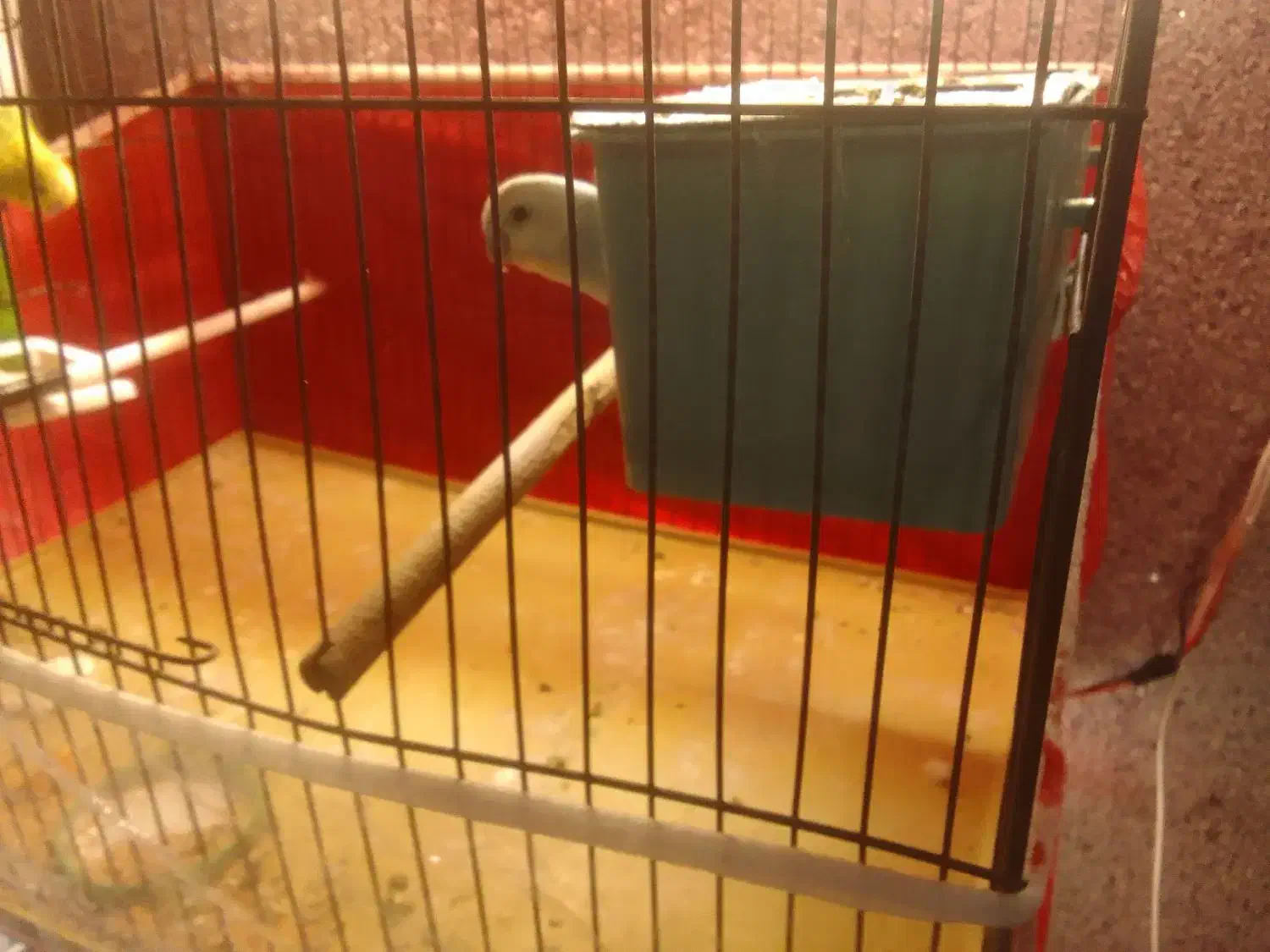 مرغ عشق|پرنده|اردبیل, |دیوار