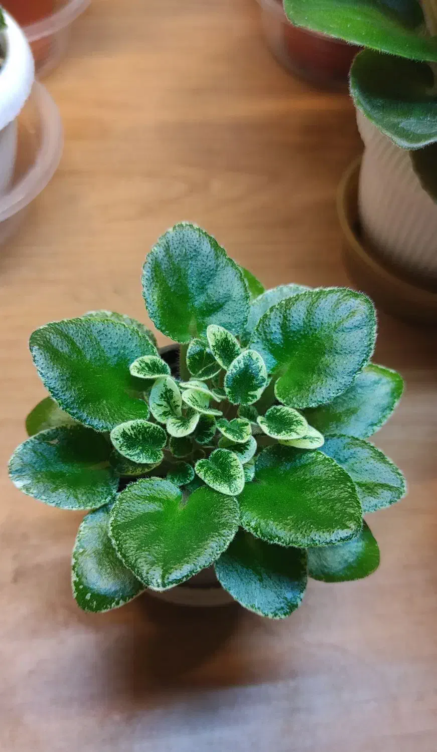 بنفشه زیبا|گل و گیاه طبیعی|رشت, کوی مهر|دیوار