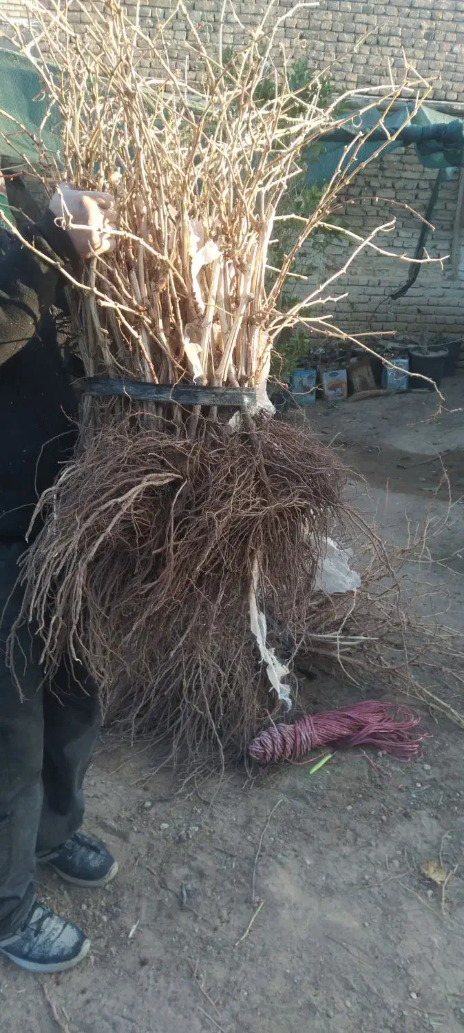 عنوان نهال های ایرانی وخارجی موجود ‌میباشد|خدمات باغبانی و درختکاری|ارومیه, |دیوار