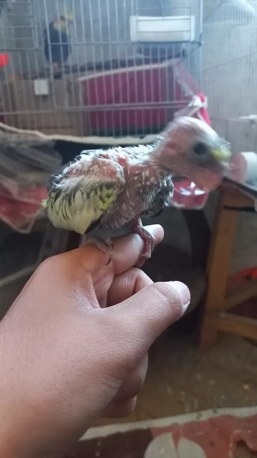 جوجه عروس هلندی طاووسی|پرنده|مشهد, عامل|دیوار