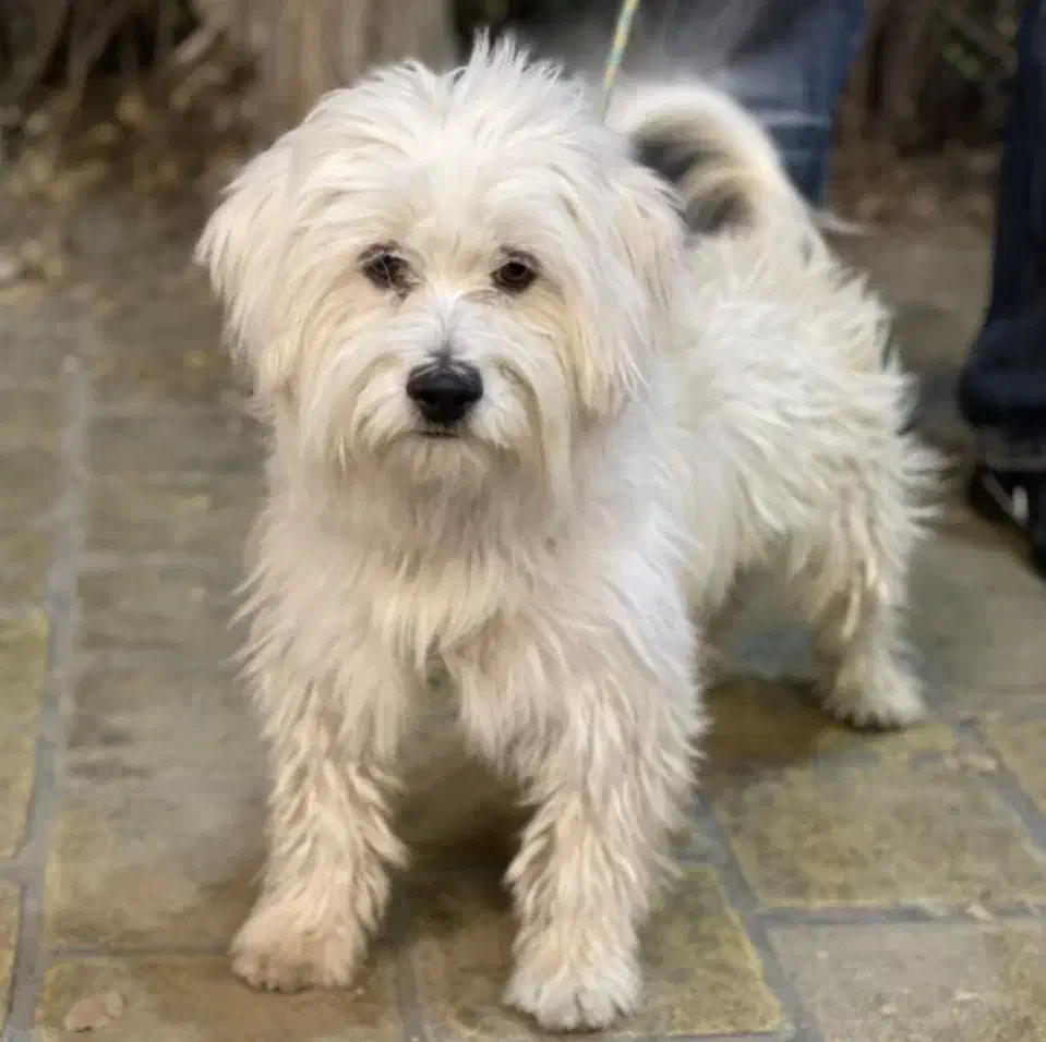 سگ به فروش میرسد قیمت ۲۵۰۰|سگ|بندر گناوه, |دیوار