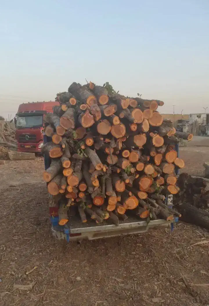 خرید چوبهای باغبانی و هیزمی هرس|خدمات باغبانی و درختکاری|کرج, کمالشهر|دیوار