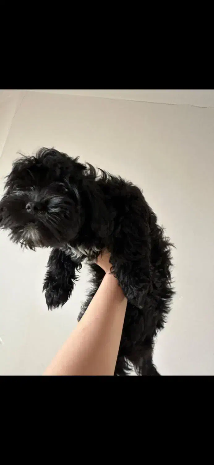 سگ شیتزو تریر و شیتزو کراس|سگ|یزد, |دیوار