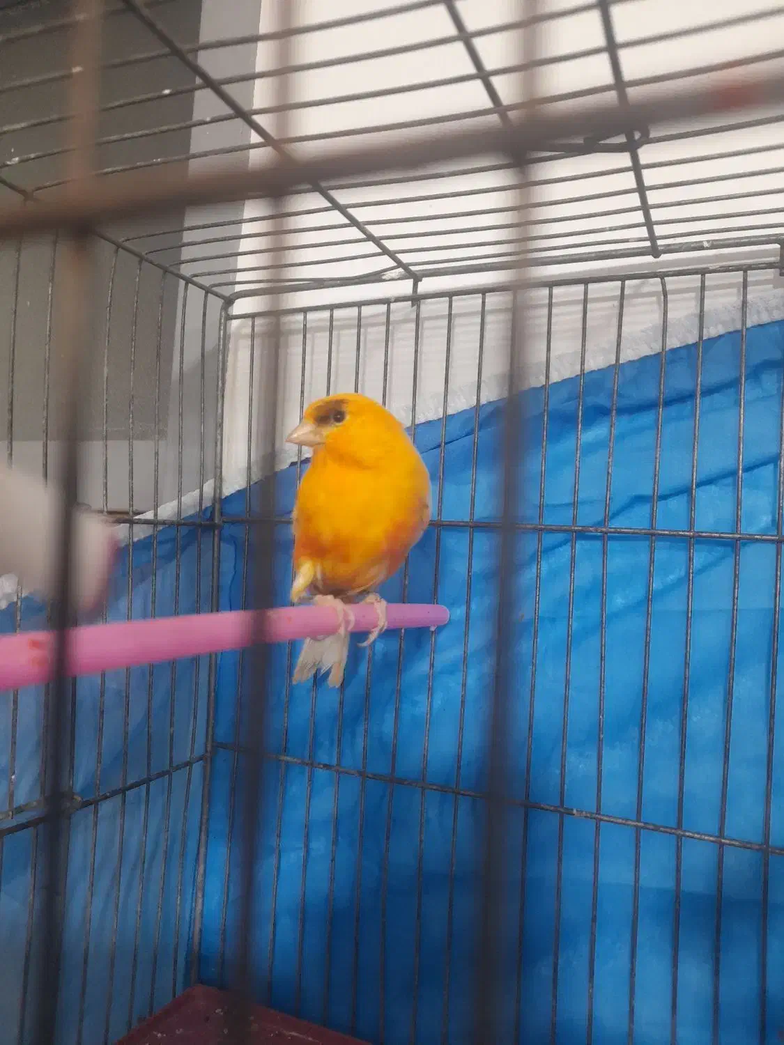 قناری مست معاوضه با قناری تک رنگ|پرنده|ازنا, |دیوار