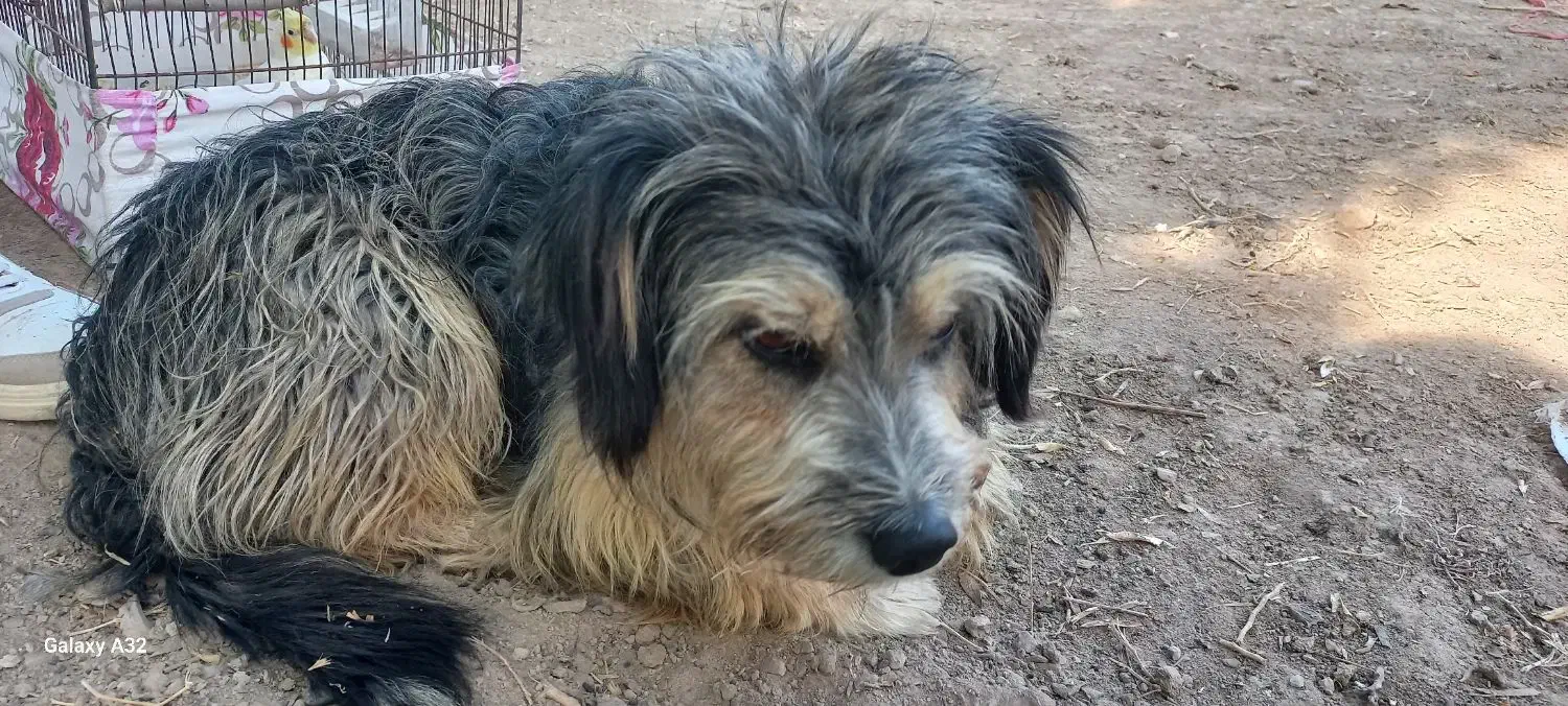 گمشده|حیوانات|شیروان (خراسان), |دیوار