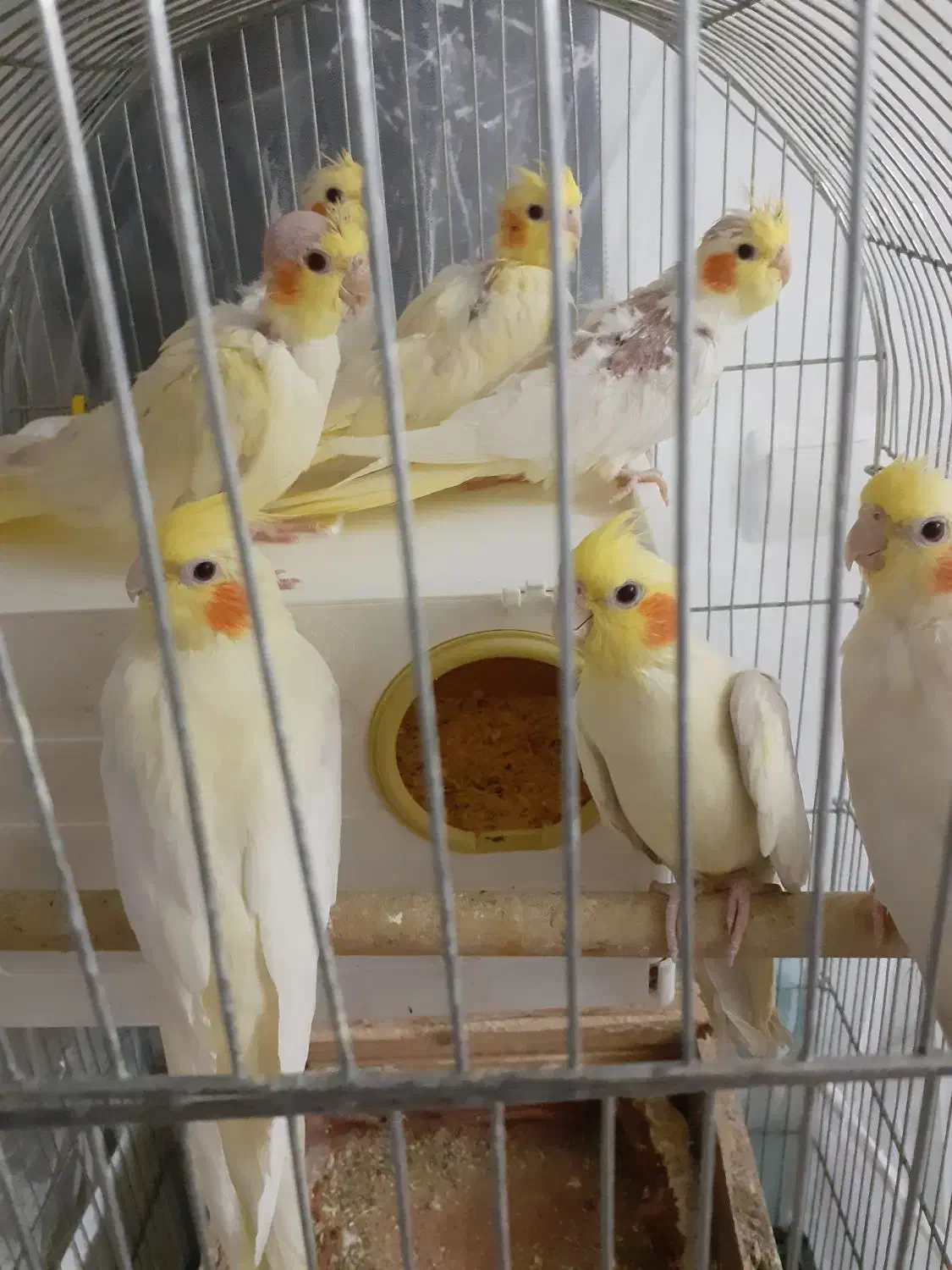 عروس هلندی لوتینو با جوجه|پرنده|تهران, بوستان بعثت (باغ آذری)|دیوار