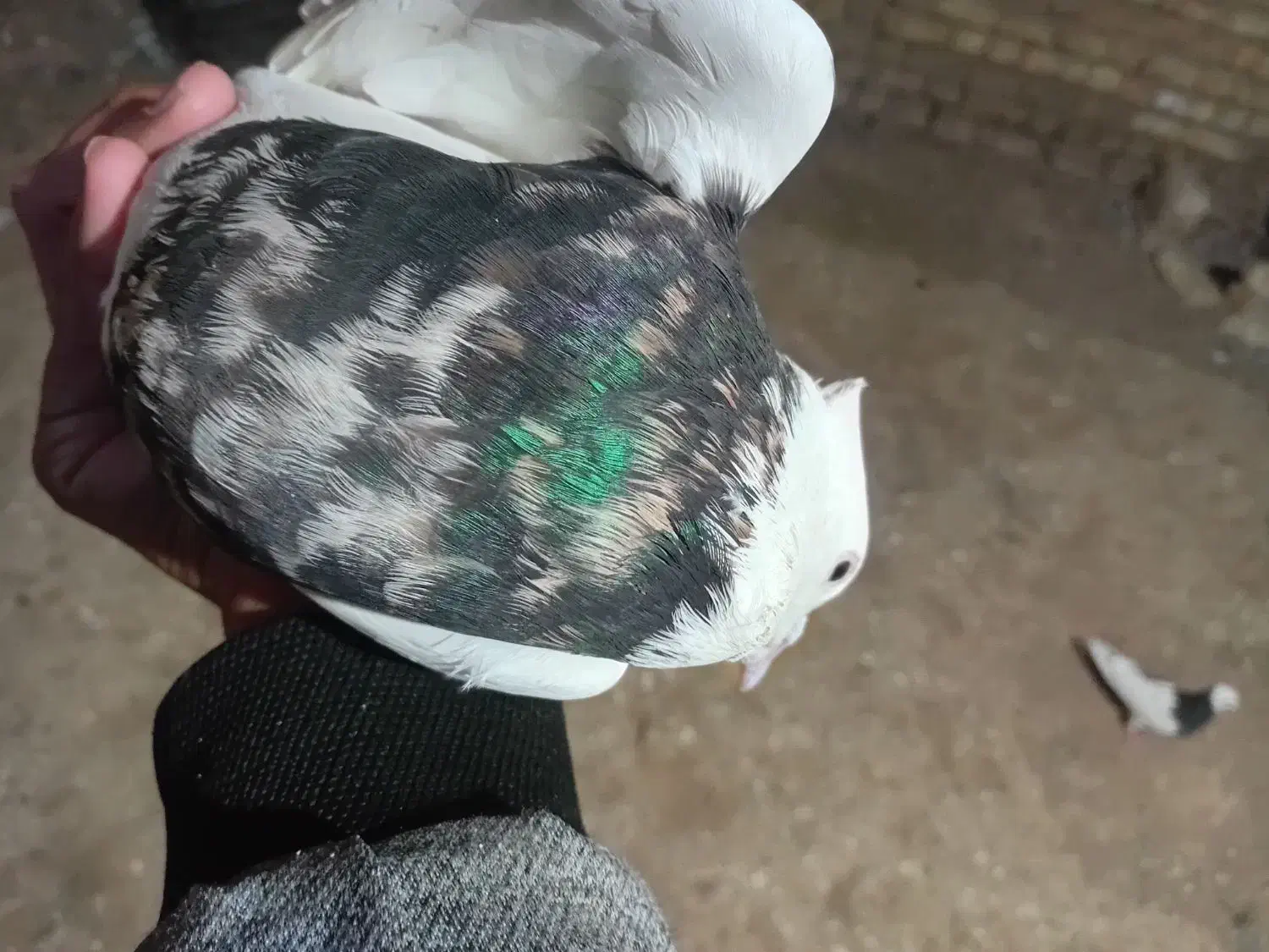 کفتر|پرنده|خانمیرزا, |دیوار