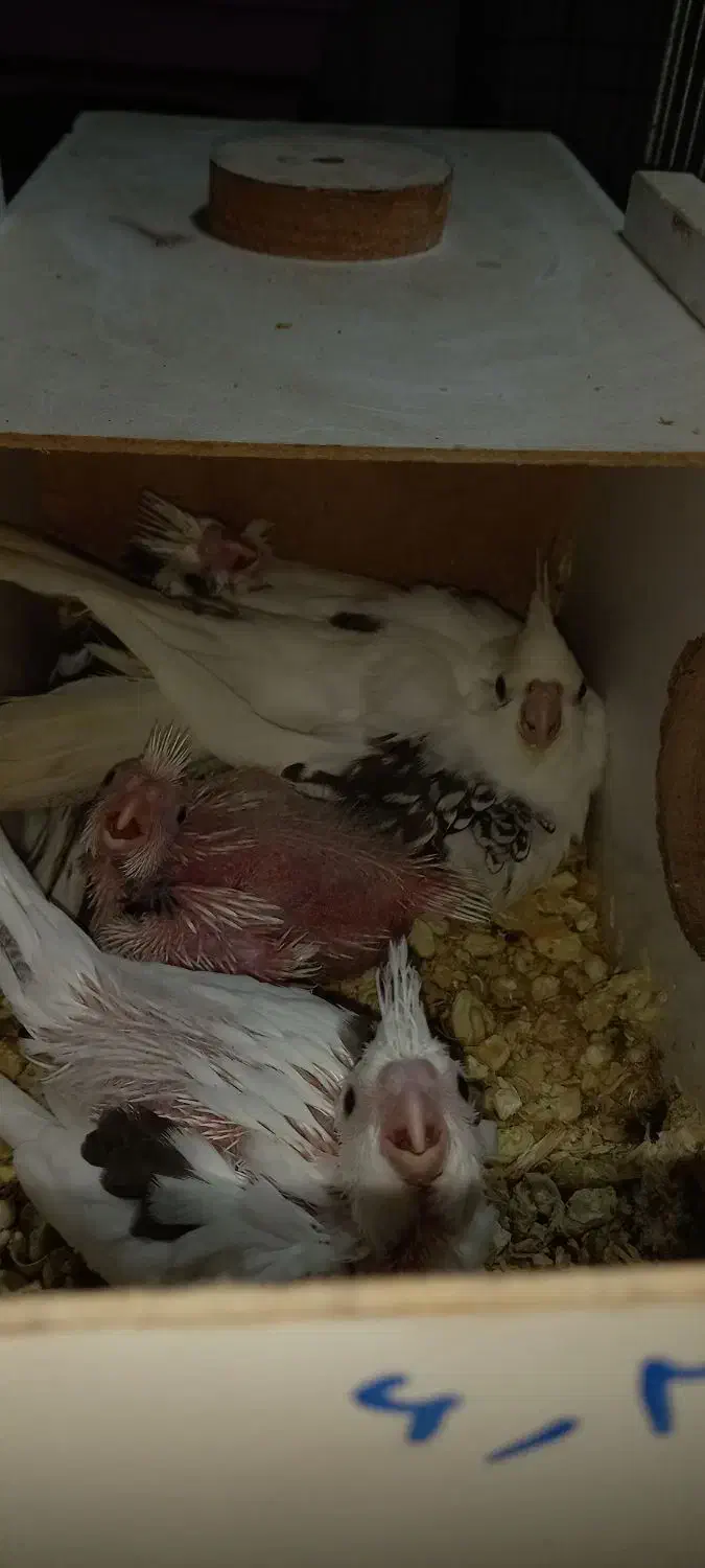 آلبینو|پرنده|شبستر, |دیوار