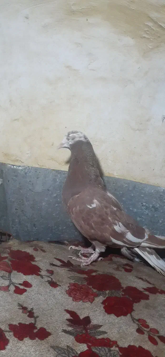 کبوتر تهرانی|پرنده|بروجرد, |دیوار