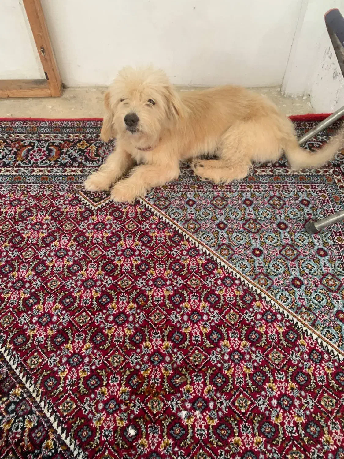 یک عدد سگ|سگ|آستارا, |دیوار