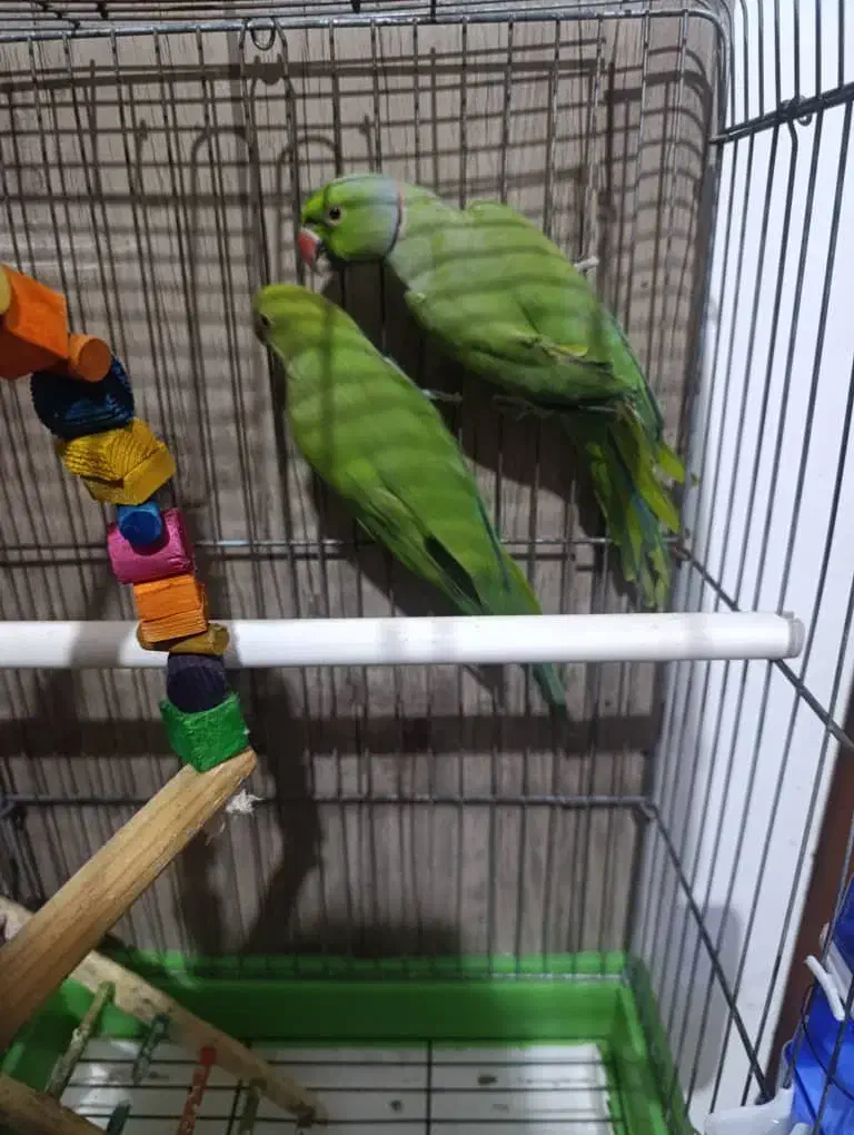 طوطی ملنگو|پرنده|بندرعباس, |دیوار