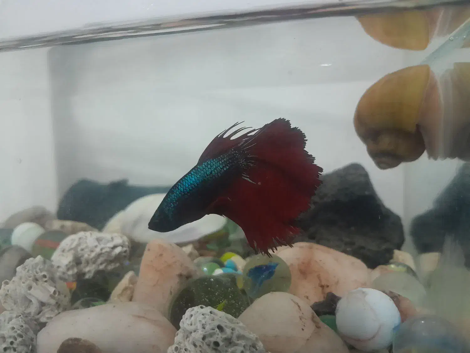 ماهی|ماهی|نیشابور, خط کاشمر|دیوار