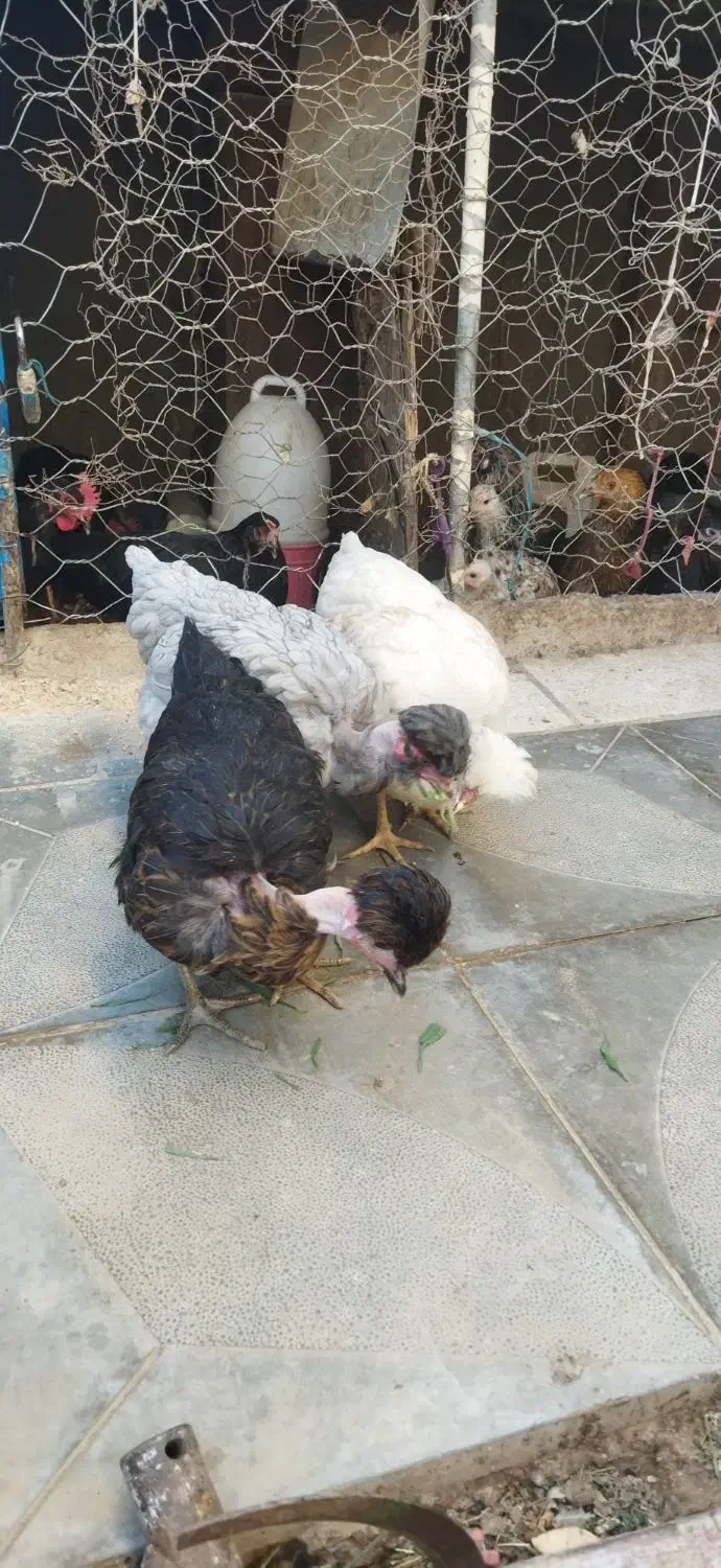 مرغ کاکلی گردن لخت|حیوانات مزرعه|جوین, |دیوار