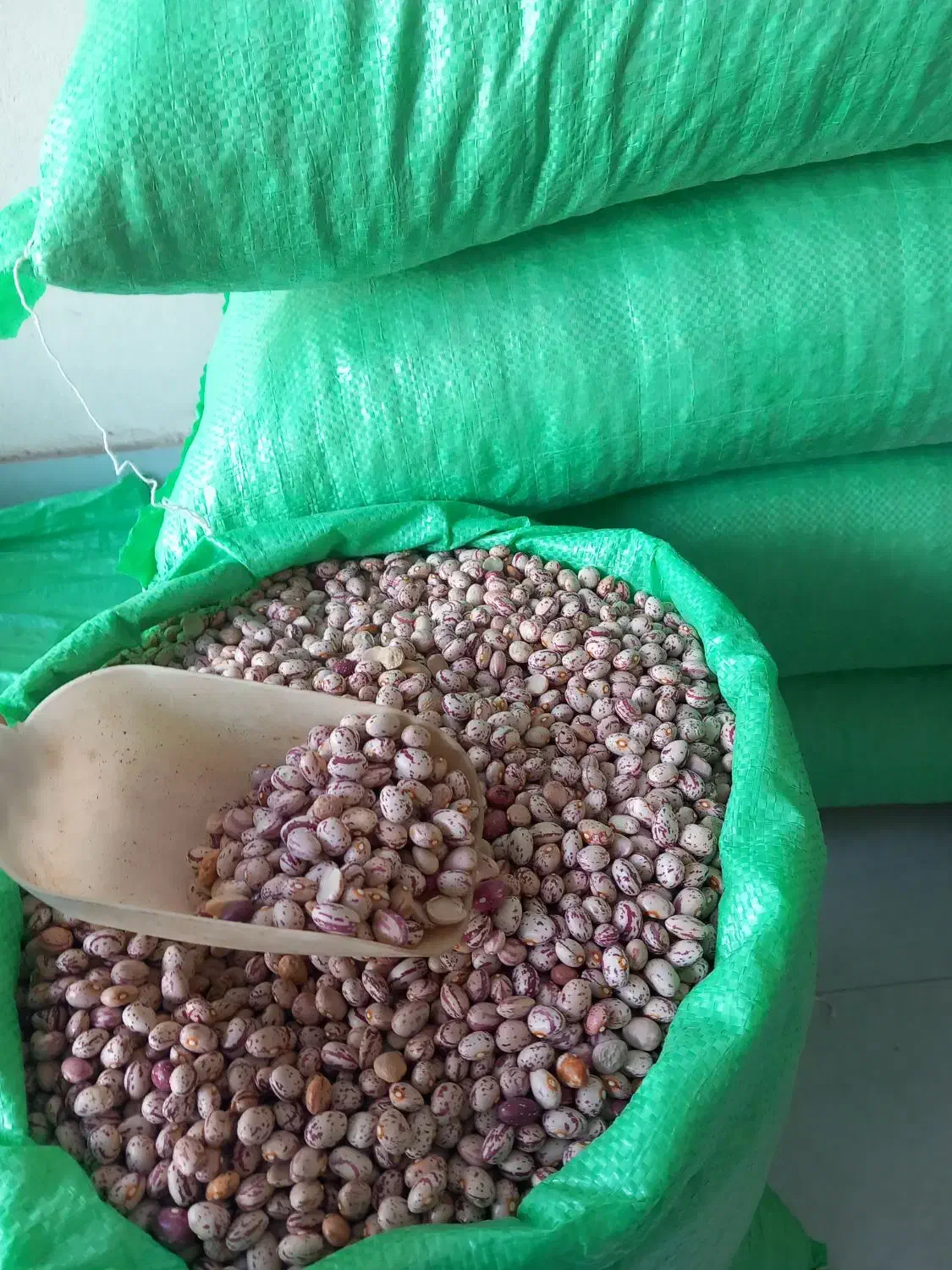 لوبیا چیتی|خوردنی و آشامیدنی|رشت, پسیخان|دیوار