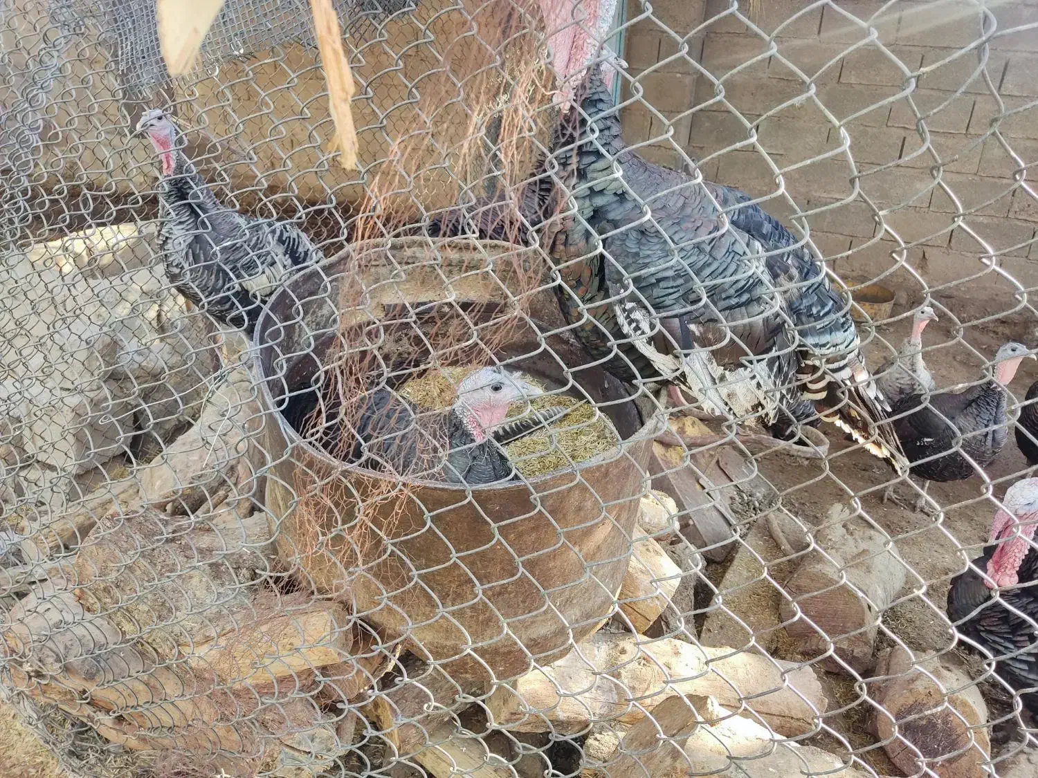 بوقلمون نر ماده|حیوانات مزرعه|اندیمشک, |دیوار