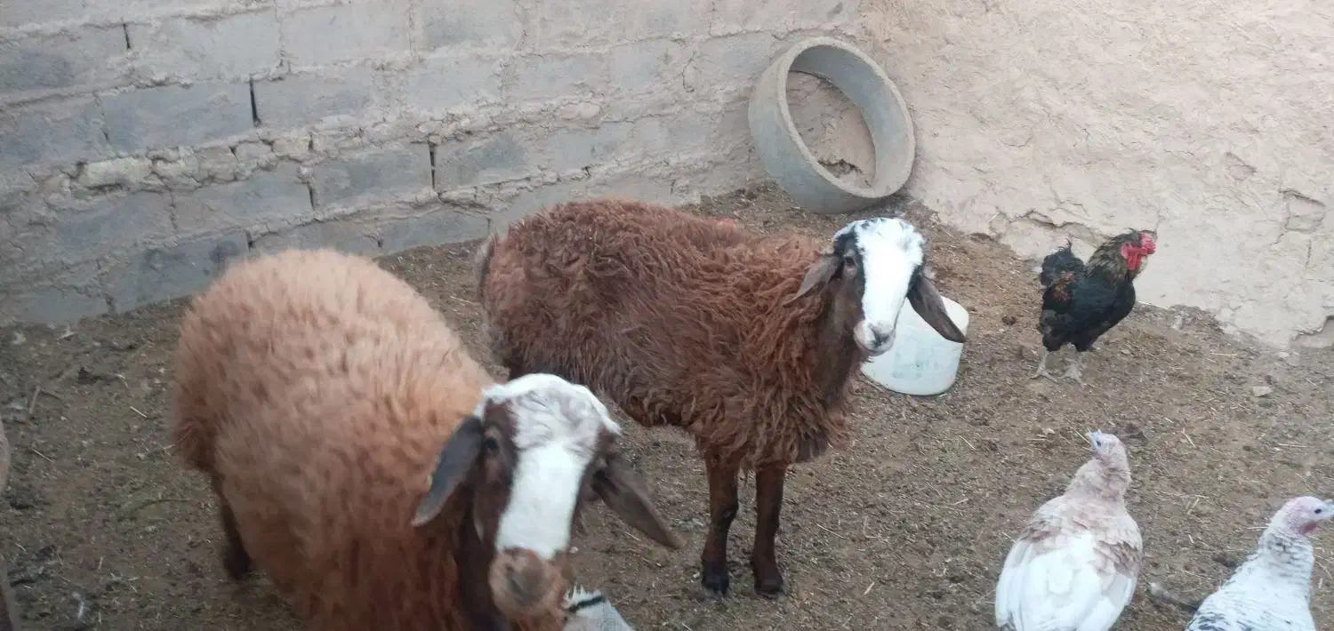 یک عددبره هترو|حیوانات مزرعه|اسفراین, |دیوار