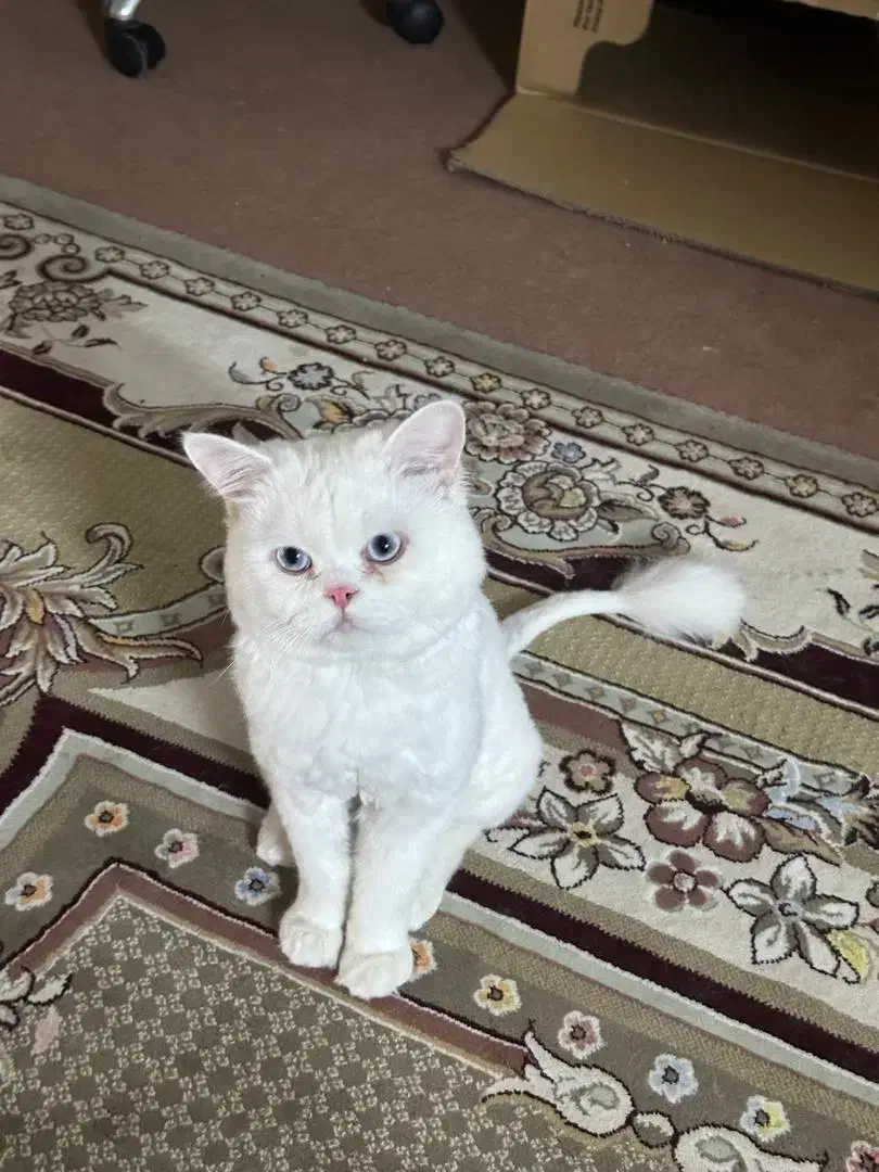 واگذاری دو عدد پرشین|گربه|یزد, |دیوار