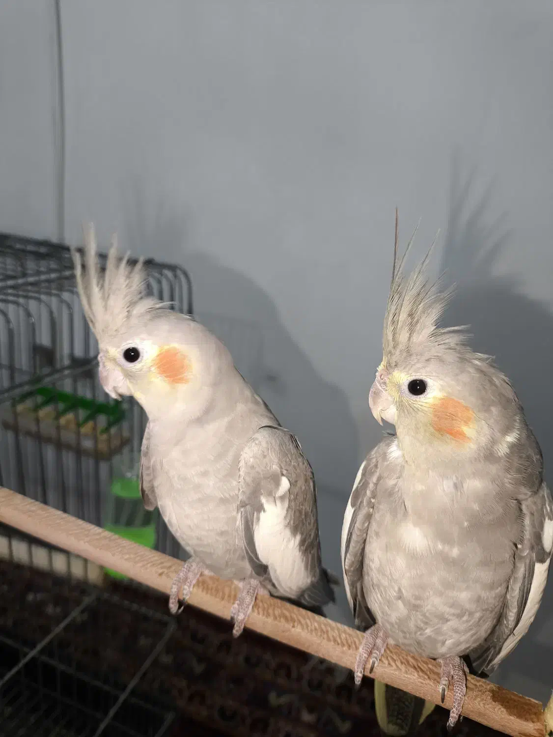 عروس هلندی|پرنده|گالیکش, |دیوار