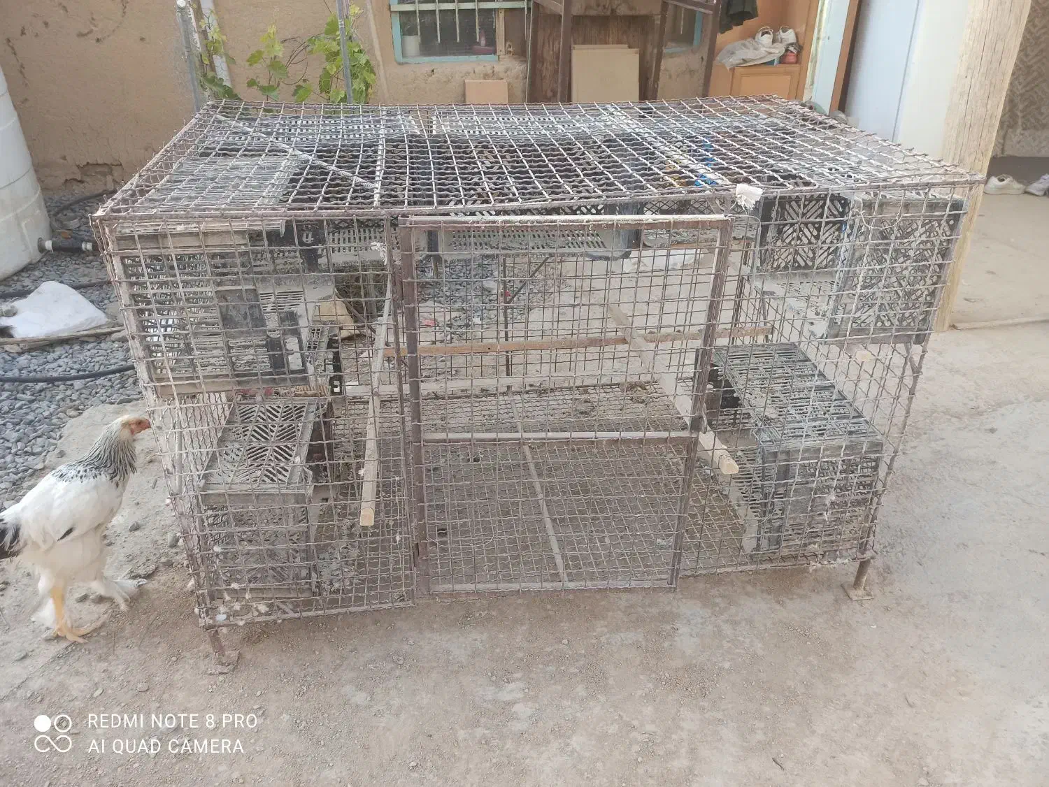 پرون و قفس|لوازم جانبی حیوانات|ساروق, |دیوار