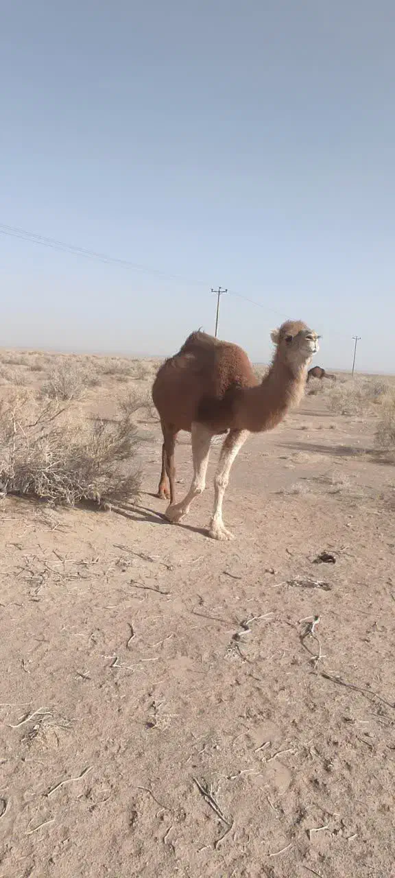 شتر|حیوانات مزرعه|قلعه نو, |دیوار