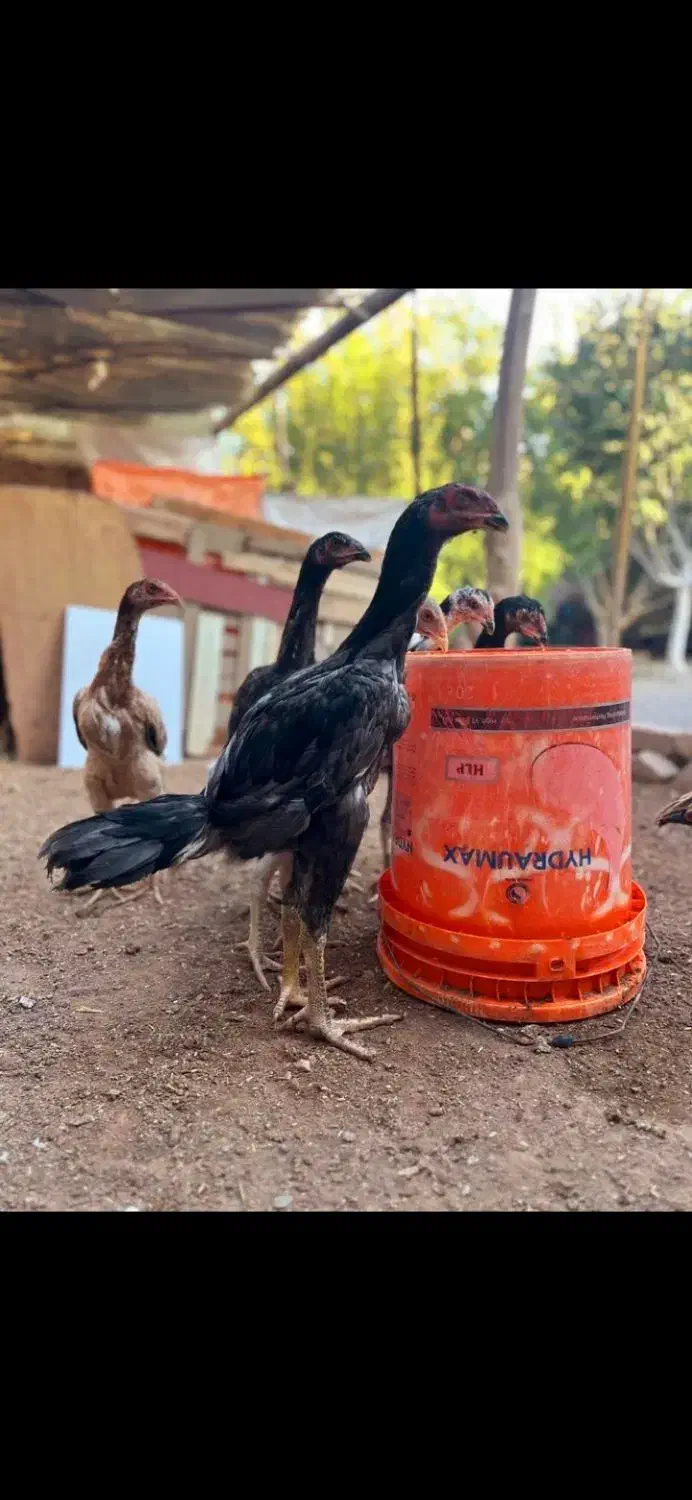 تخم مرغ لاری|حیوانات مزرعه|قزوین, |دیوار