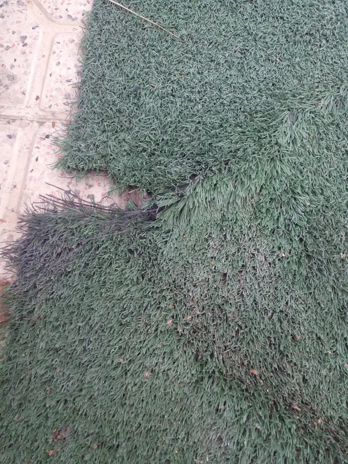 چمن مصنوعی|مصالح و تجهیزات ساختمان|مشهد, میان ولایت|دیوار