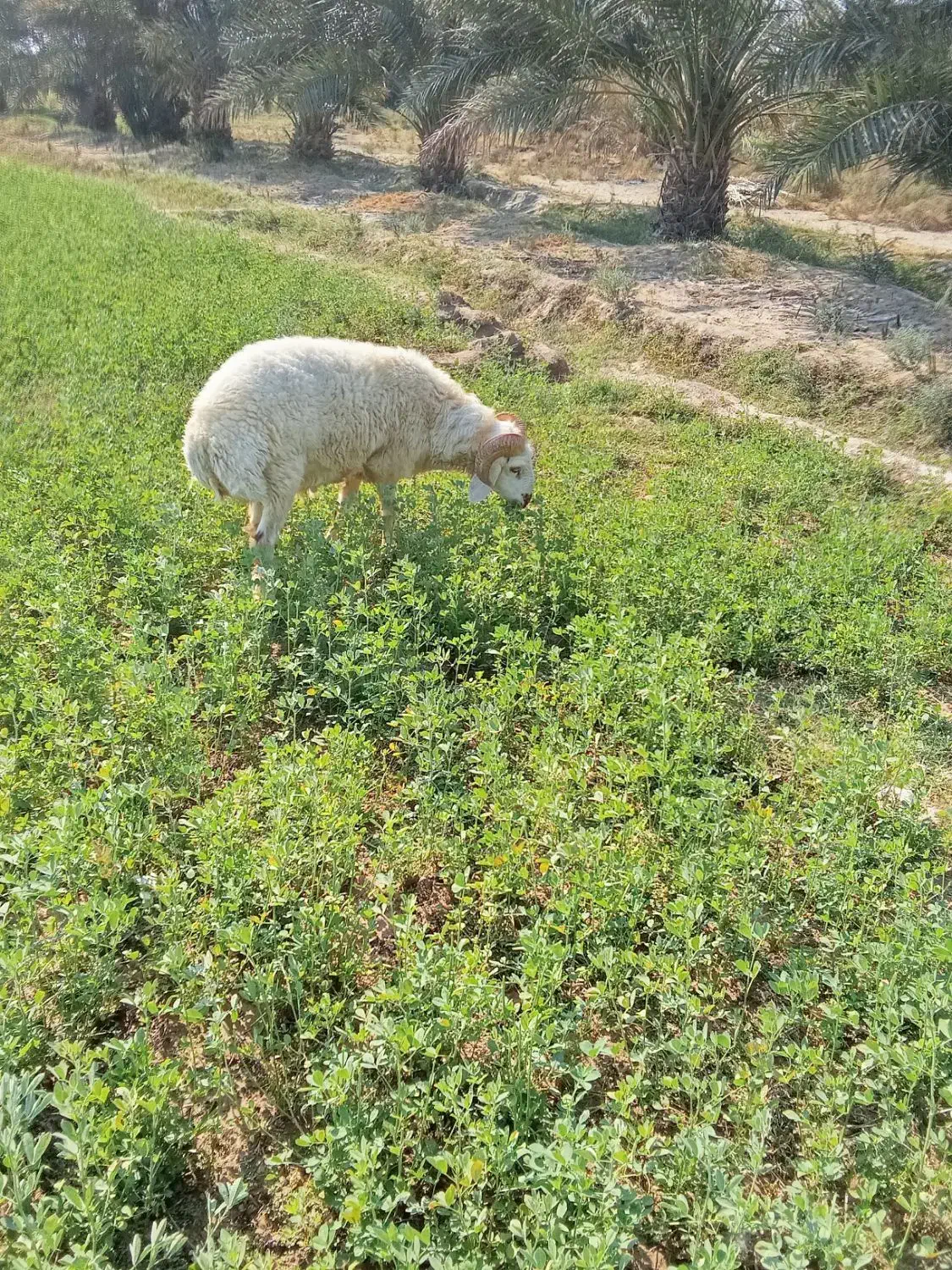 گوچ|حیوانات مزرعه|قلعه گنج, |دیوار