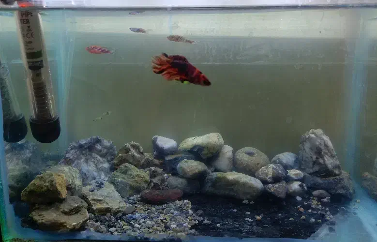 ماهی و آکواریوم|ماهی|کنگاور, |دیوار