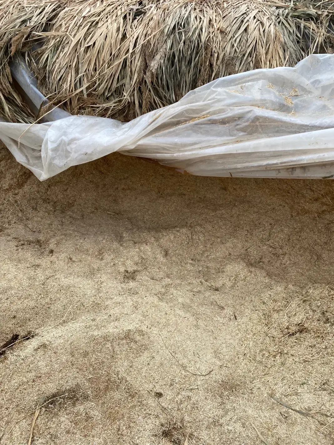 کاه خرمن|خدمات باغبانی و درختکاری|ارومیه, |دیوار