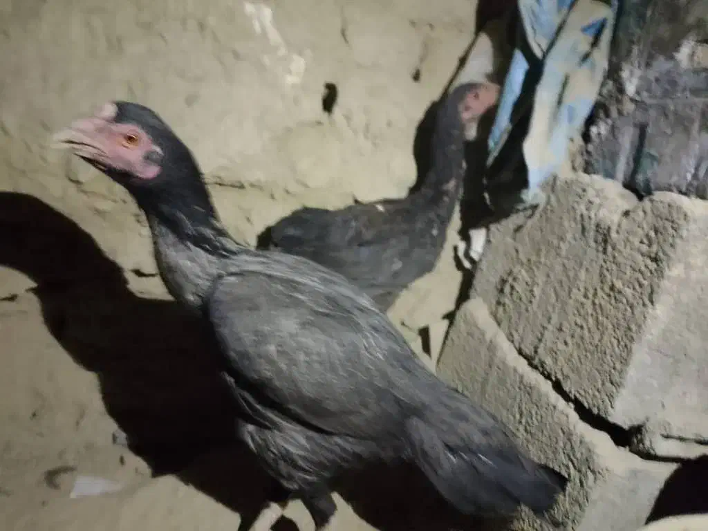 مرغ وجوجه خروس|حیوانات مزرعه|سراوان, |دیوار