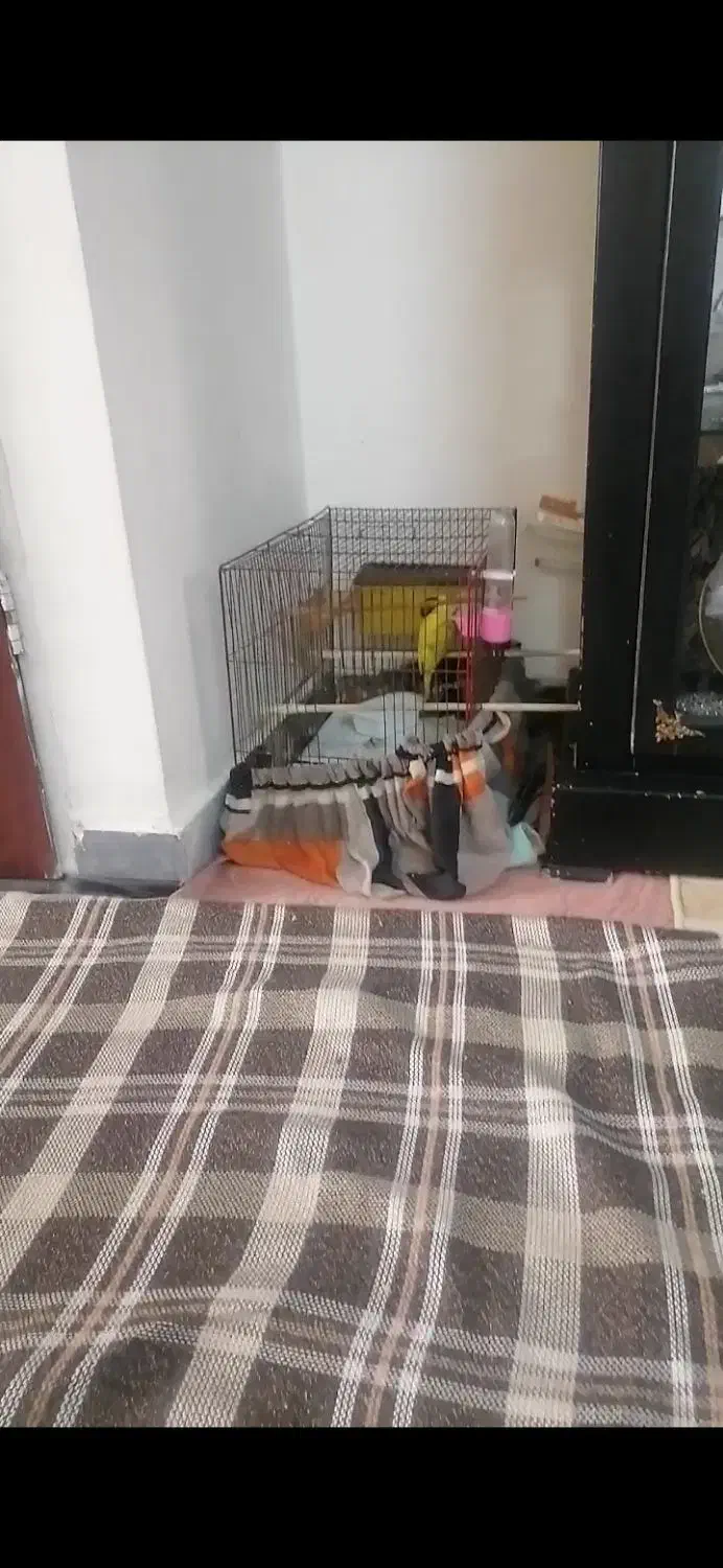 مرغ عشق گم شده|حیوانات|پاکدشت, پاکدشت (مامازند)|دیوار