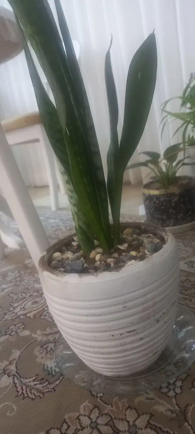 ظرف|سرویس روتختی|آزادشهر, |دیوار