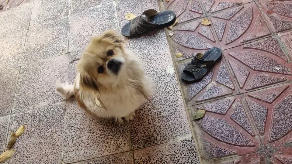 پاکوتاه نر|سگ|اهر, |دیوار