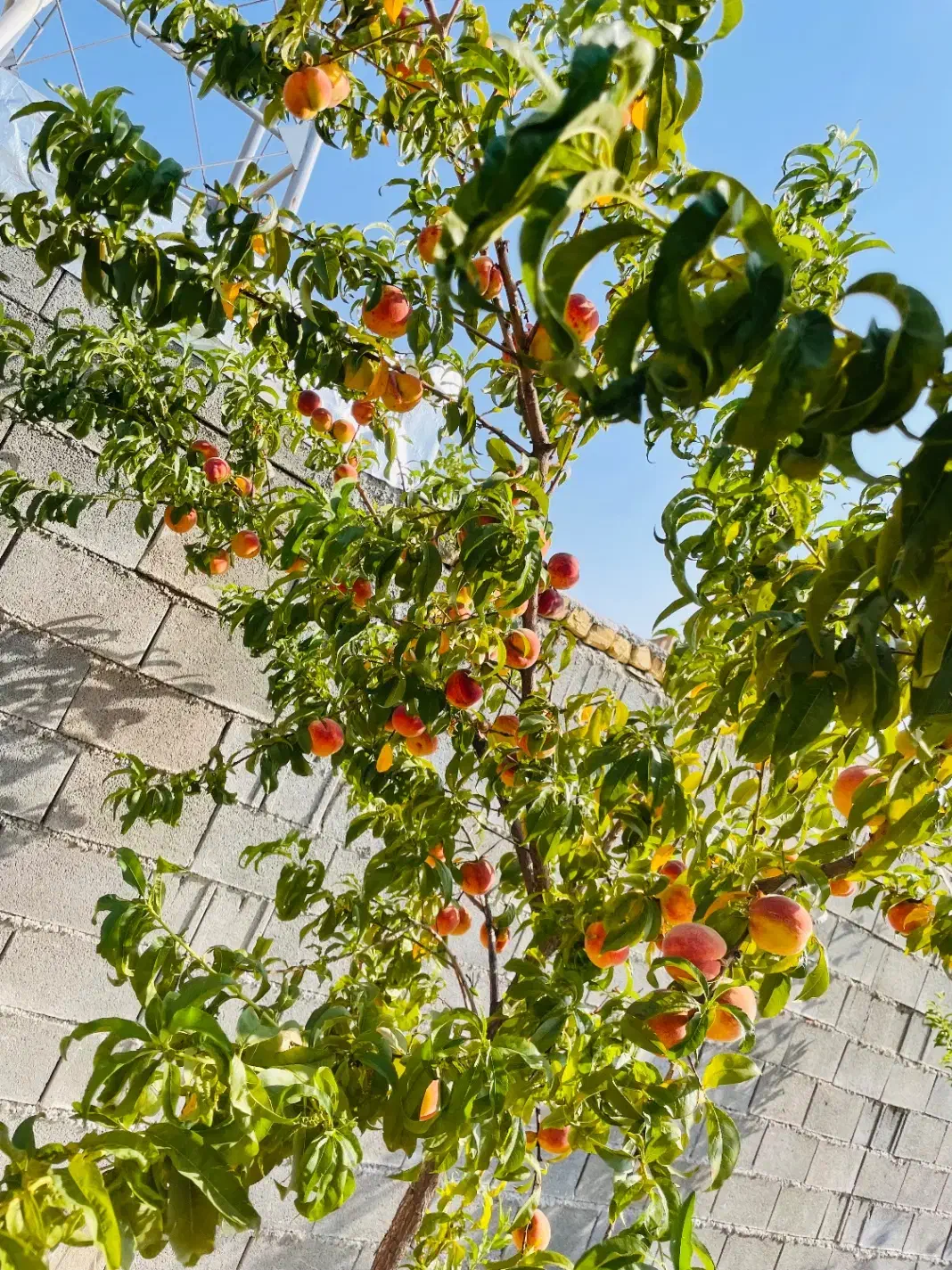 فروش فوری باغ بهترین لوکیشن سپیدان شیراز زیر قیمت|فروش زمین و ملک کلنگی|شیراز, میرزاکوچک خان|دیوار