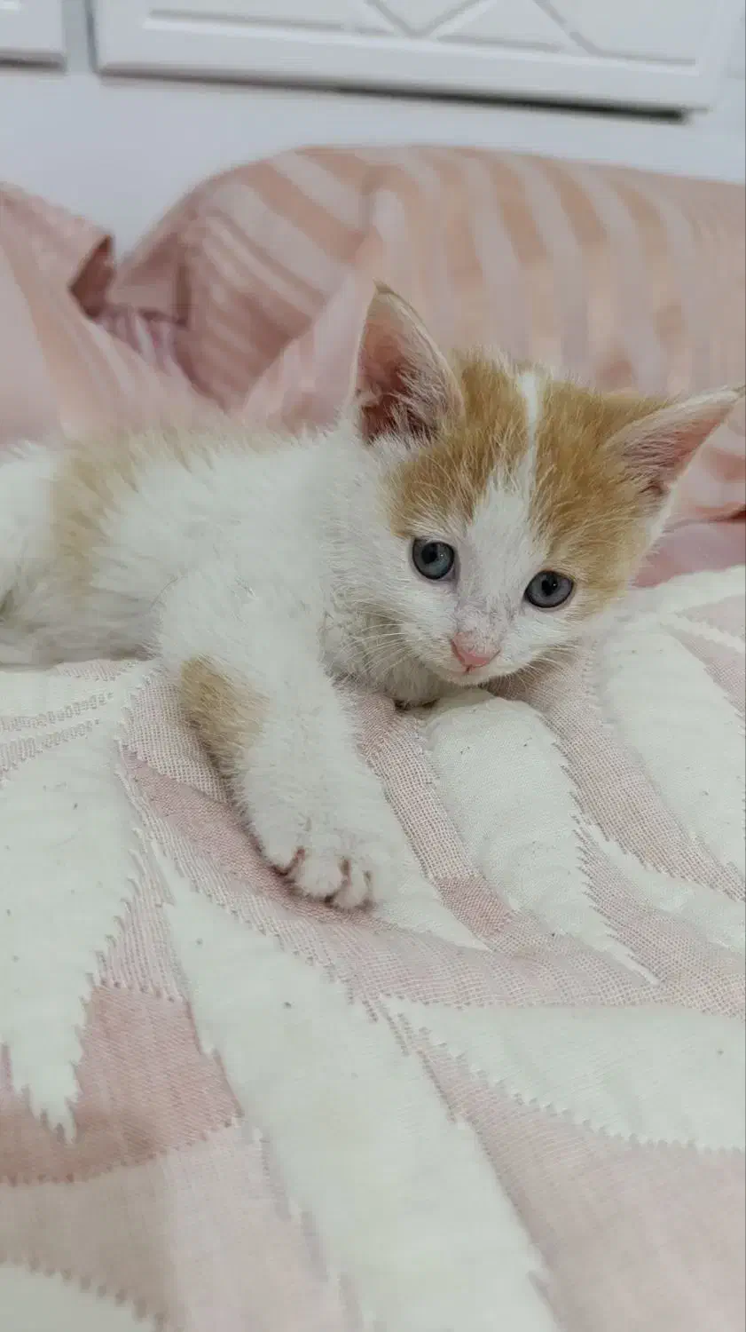 بچه گربه ناز واکسن خورده|گربه|پاکدشت, پاکدشت (مامازند)|دیوار