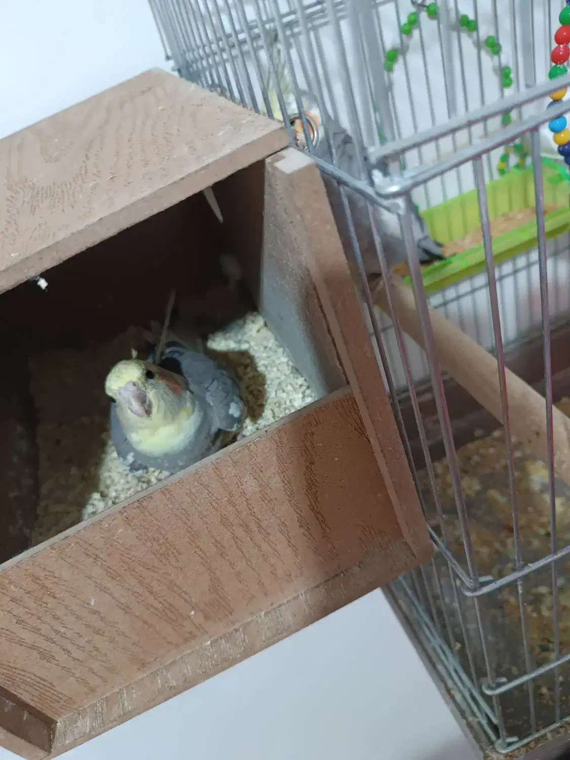 عروس هلندی|پرنده|مهاباد (آذربایجان غربی), |دیوار