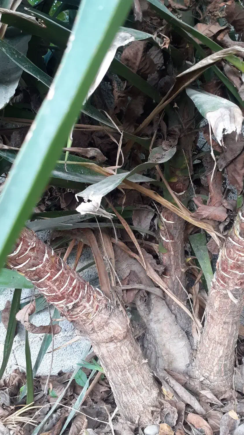 گل یو کا برای فروش|گل و گیاه طبیعی|ساری, |دیوار