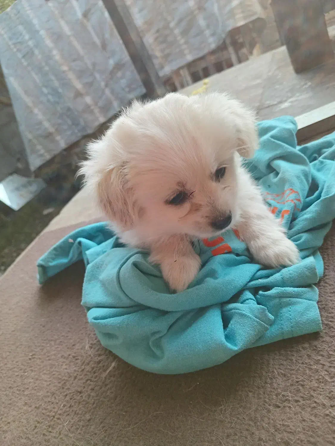 سگ اشپیز‌ پاکوتا|سگ|آستانه اشرفیه, |دیوار