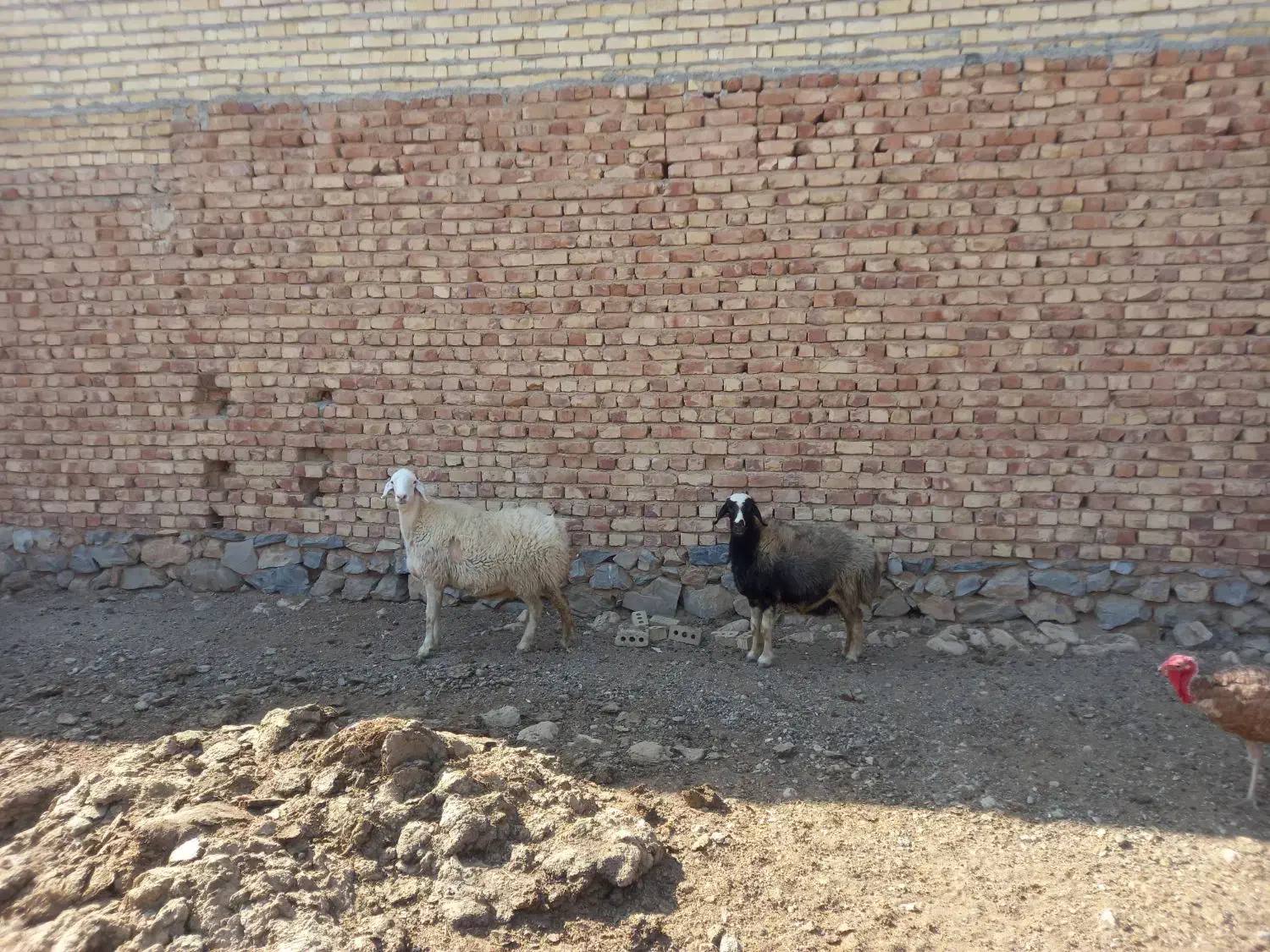 میش|حیوانات مزرعه|مرودشت, محمد آباد|دیوار