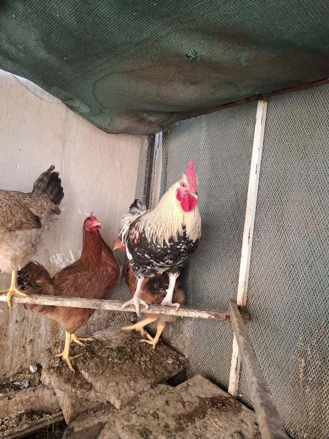 خروس محلی|حیوانات مزرعه|تفت, |دیوار