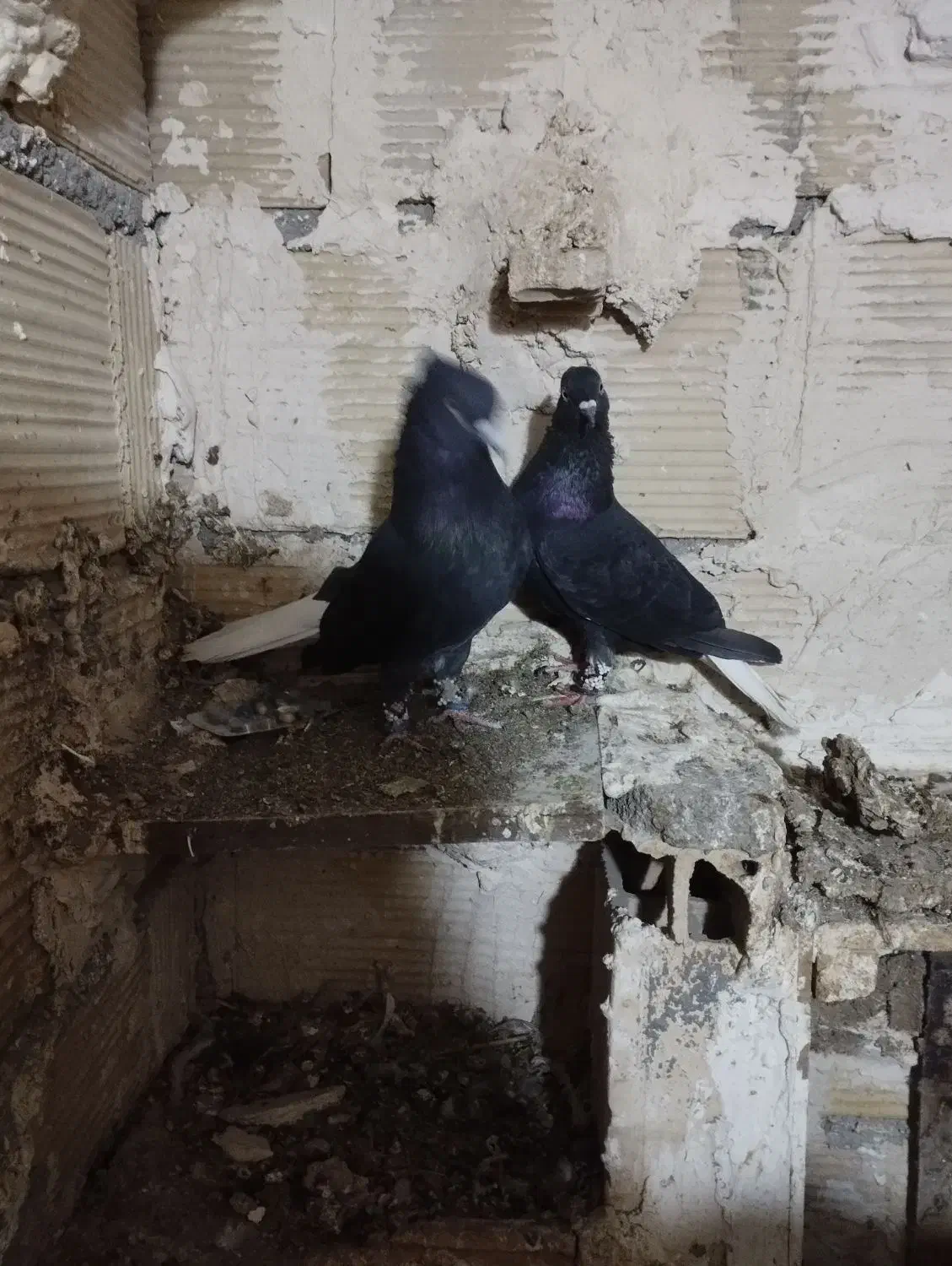 کفتر زاغ دم سفید|پرنده|مشهد, شهرک بهارستان|دیوار