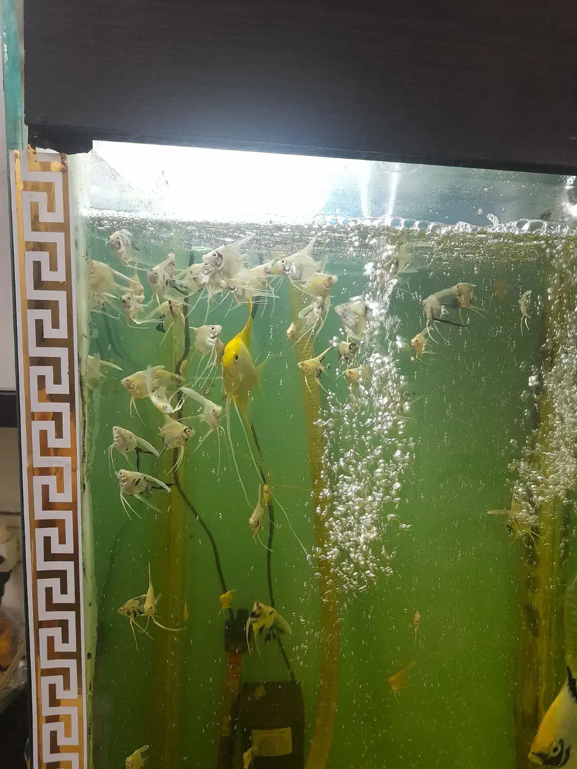 بچه ماهی انجل|ماهی|ابهر, |دیوار