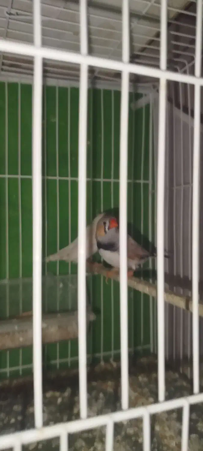 فنچ|پرنده|مشهد, انقلاب|دیوار