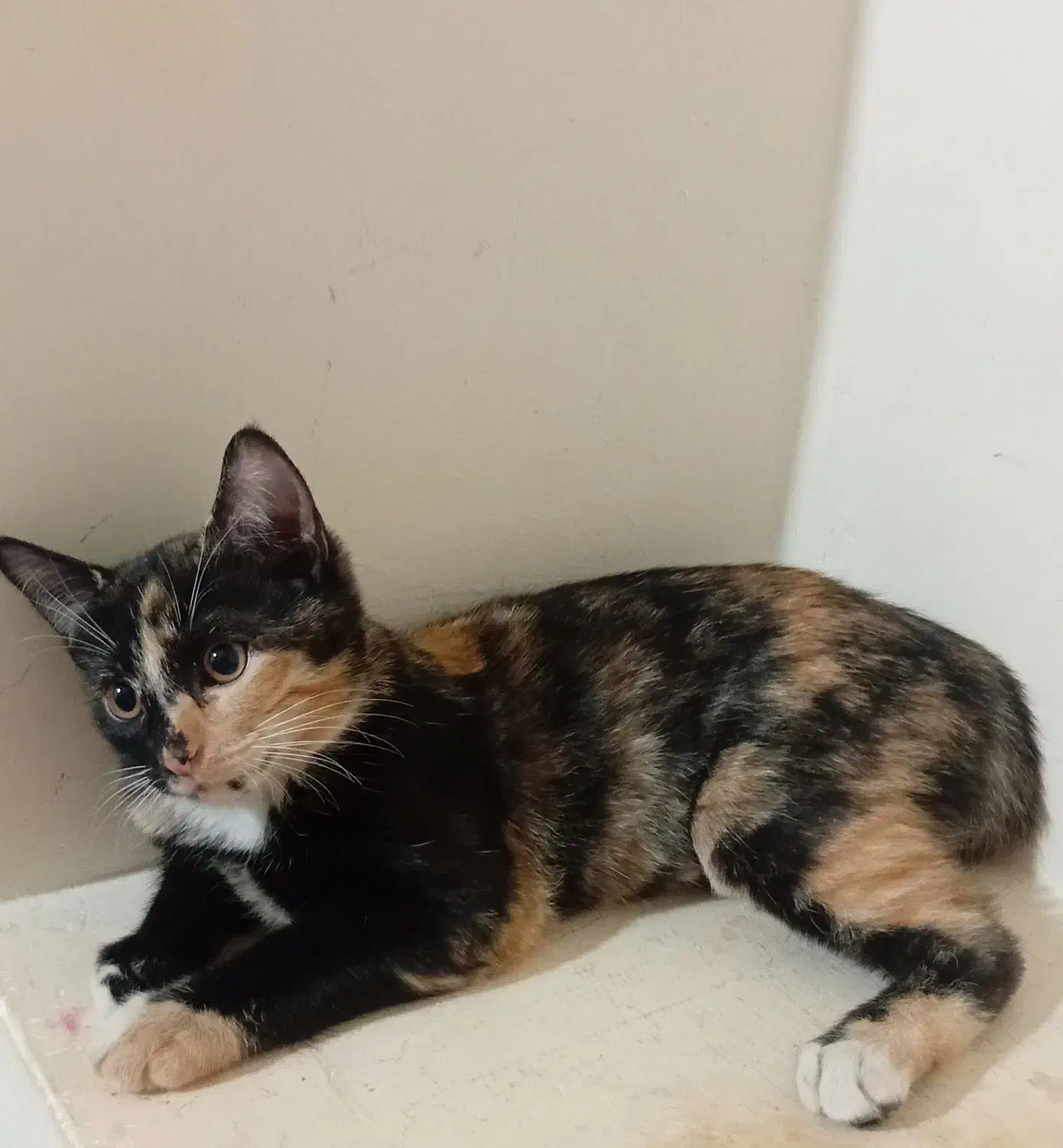 واگذاری گربه|گربه|سنقر, |دیوار