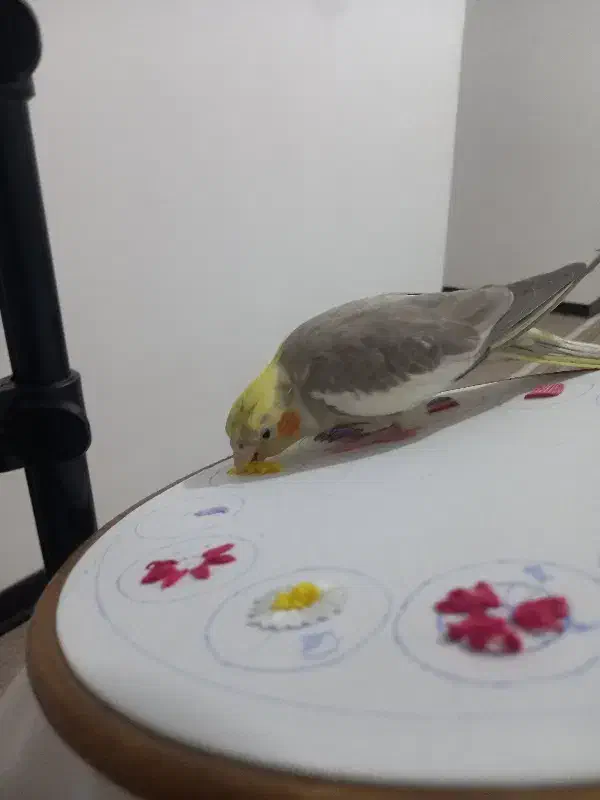 این عروس هلندی در شهرری گم شده است|حیوانات|ری, هاشمآباد|دیوار