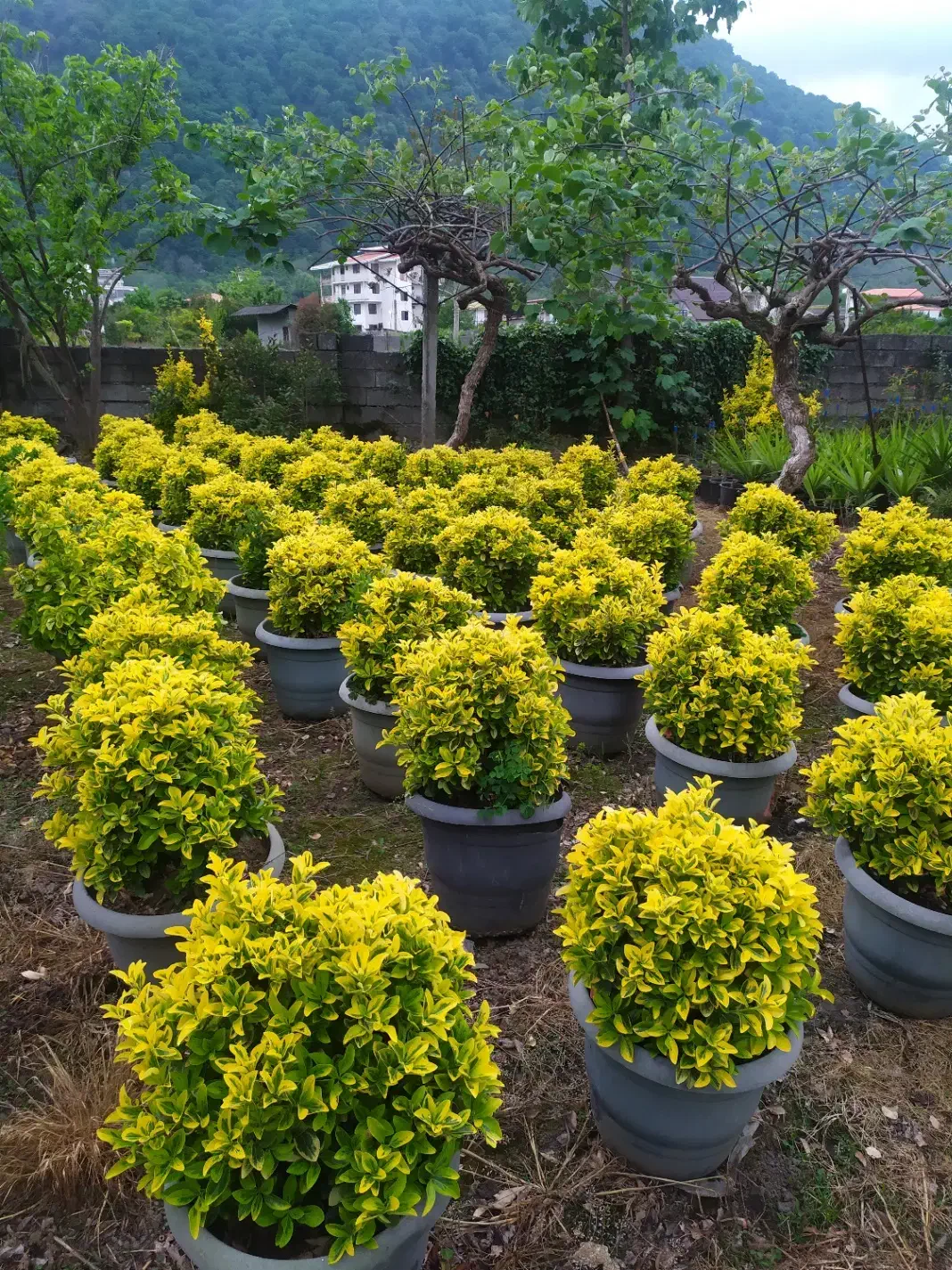 بام سبز،اجرای فضای سبز،دیوارسبز،آلاچیق و آبنما|مصالح و تجهیزات ساختمان|شیراز, نیایش|دیوار