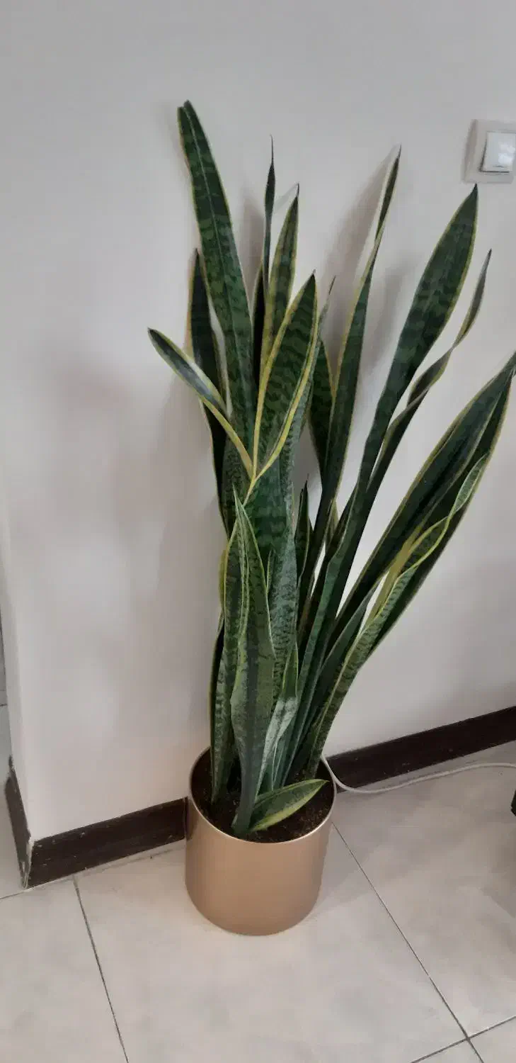 سانسوریا ابلق|گل و گیاه طبیعی|شیراز, صنایع الکترونیک|دیوار